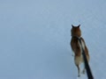動画:The Snow Day
