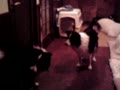 動画:傷が解るか?解るよな~