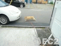 動画:まめきち、ぐるぐる